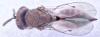 Trichomalus sp.
